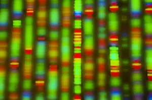 Human DNA