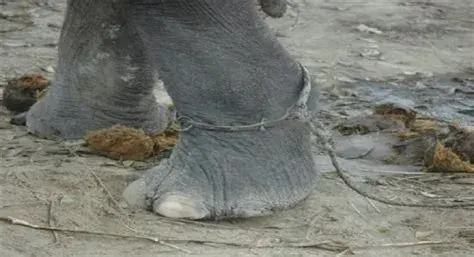 Elephant Rope