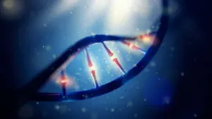Human Genome